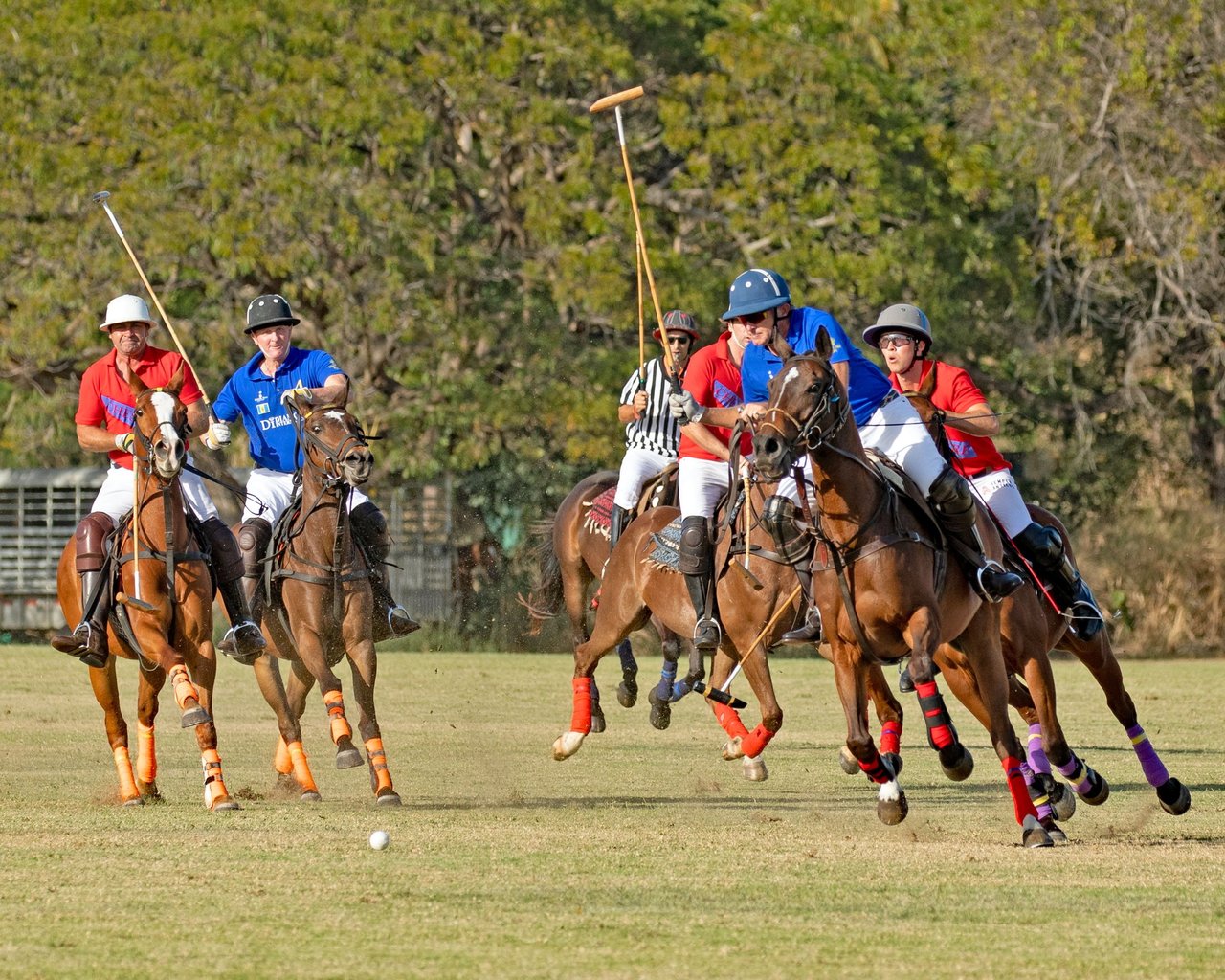 The 2026 Barbados International Polo Season: Where Sport, Society, and Luxury Living Converge