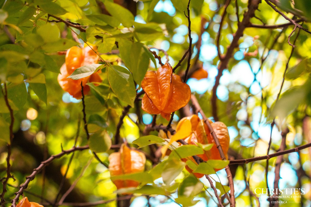 Finca Austria - A 149-Acre Private Estate with Residences, Infrastructure & Expansion Potential.