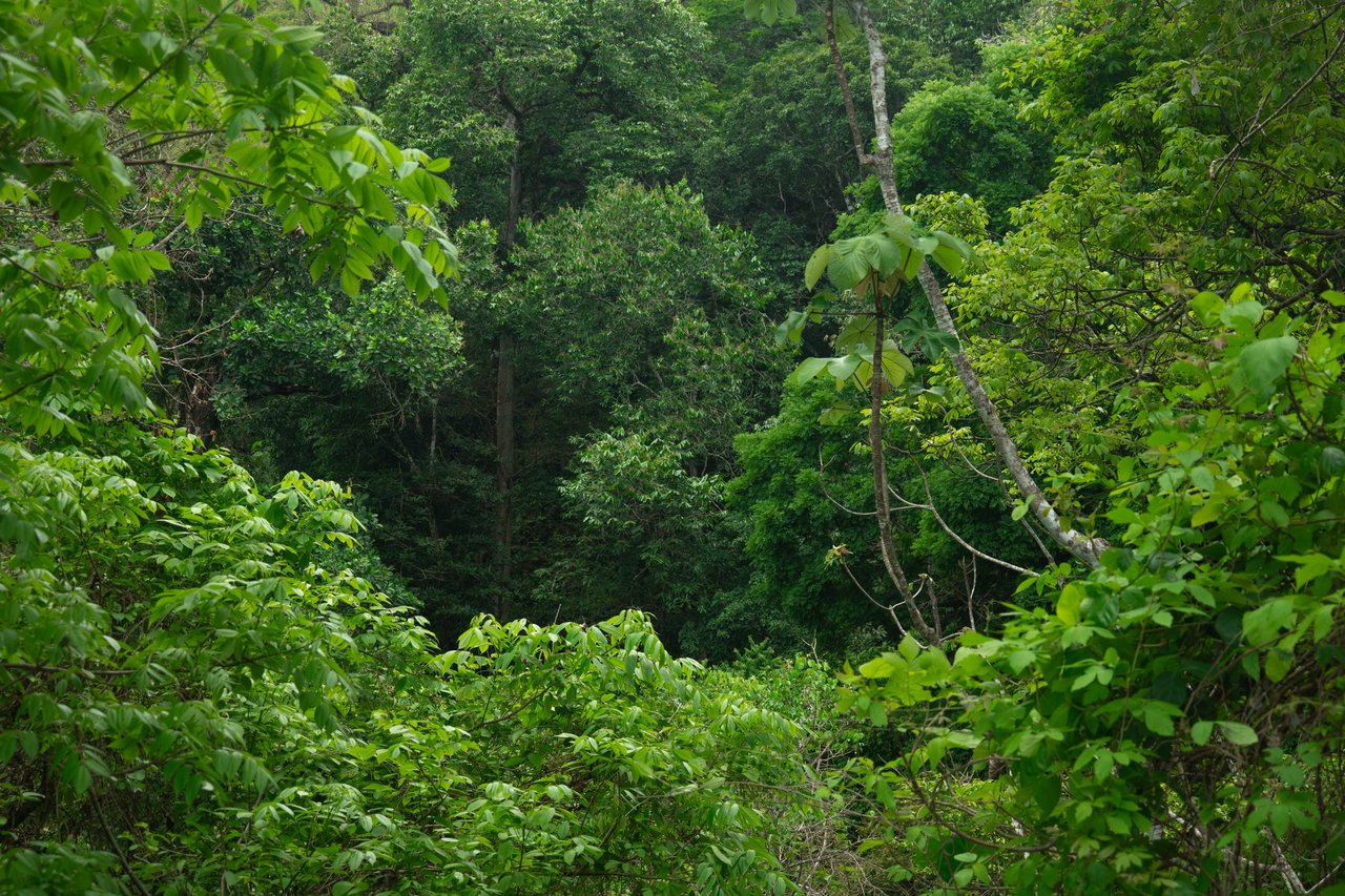 Oceanview Land for Your Dream Home in Santa Teresa