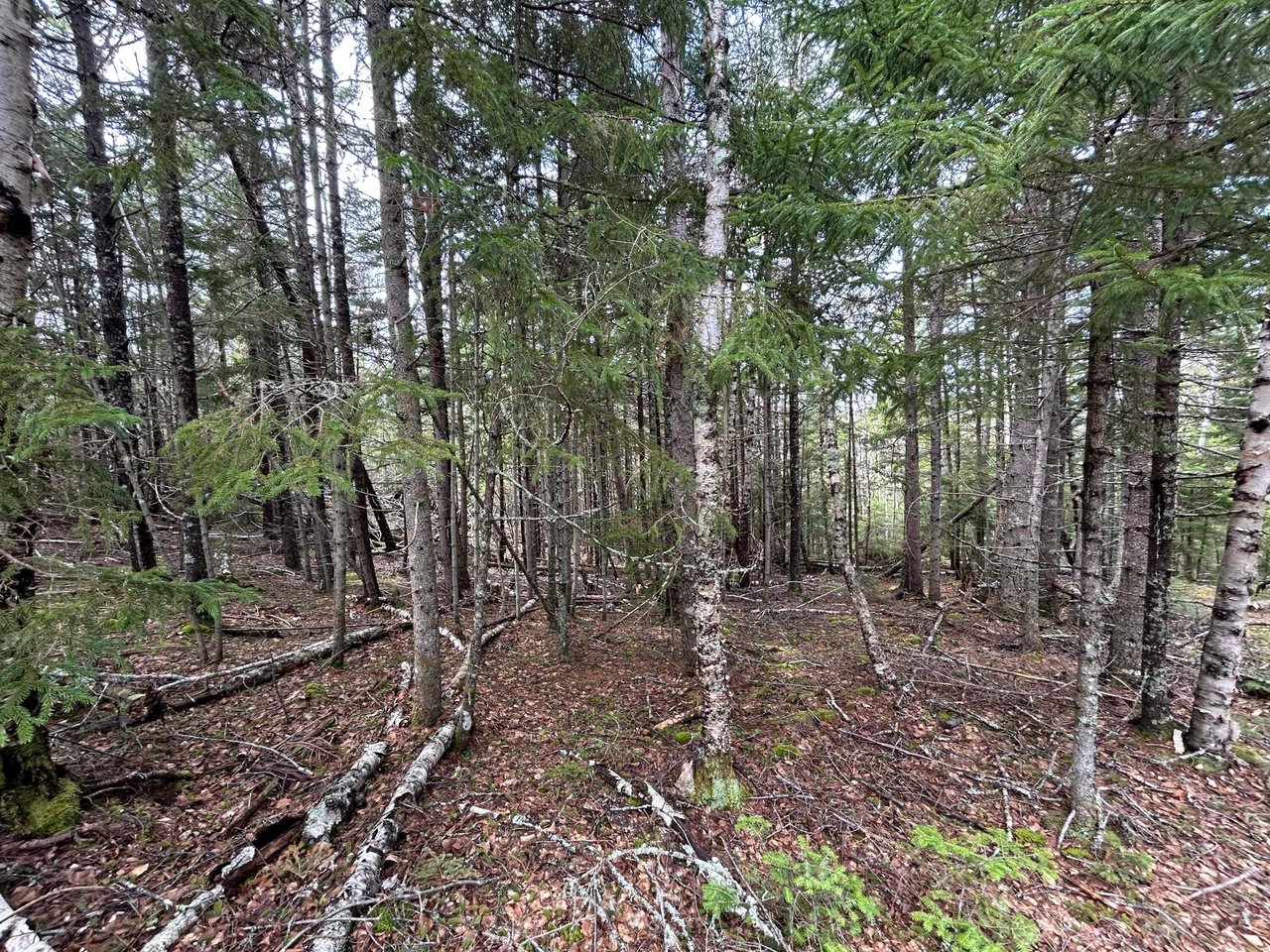 Lot 4 Julian Road Lubec, ME 04631