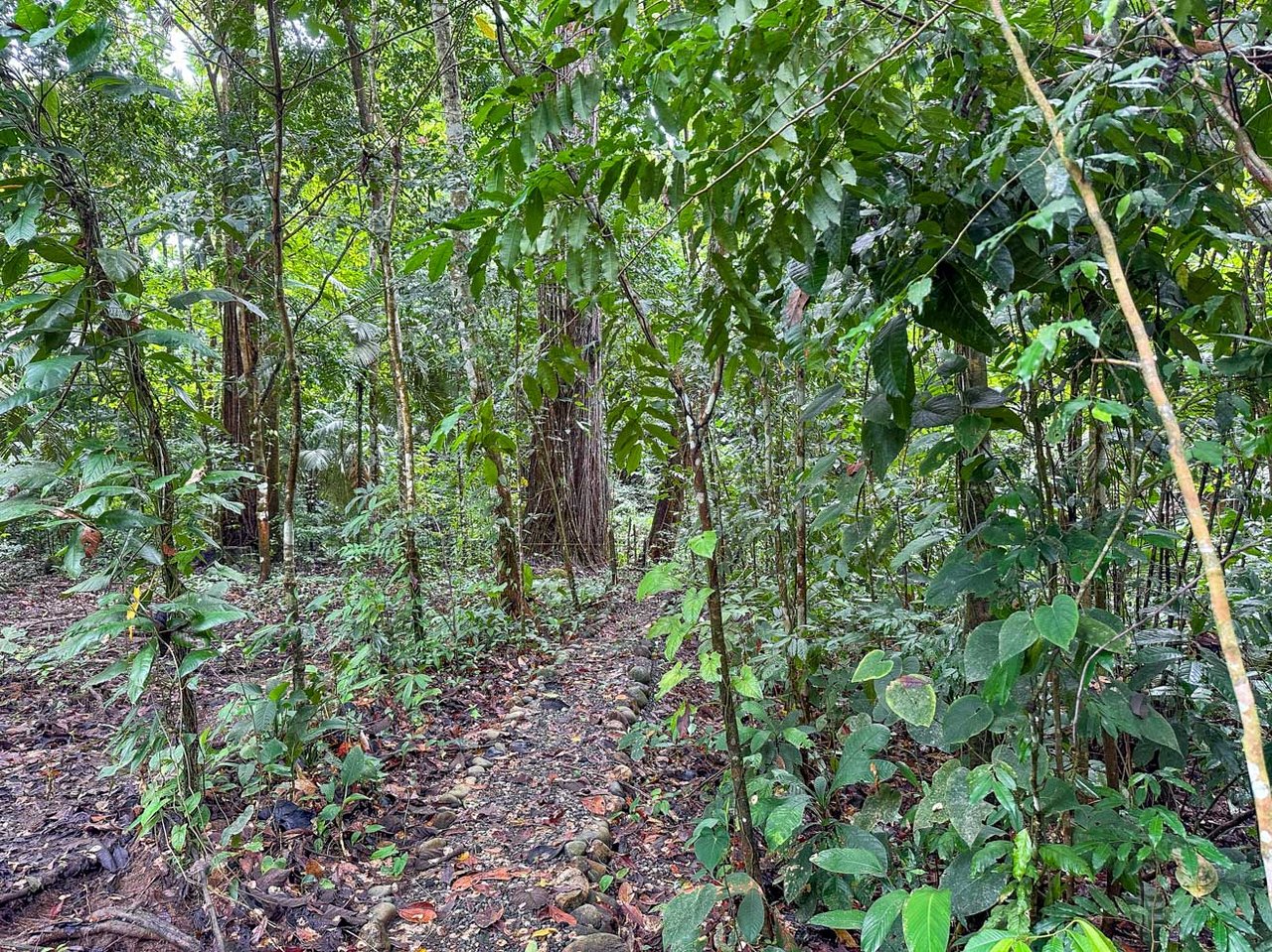 Rainforest Home with River, Jungle Trails & Pool in Ojochal