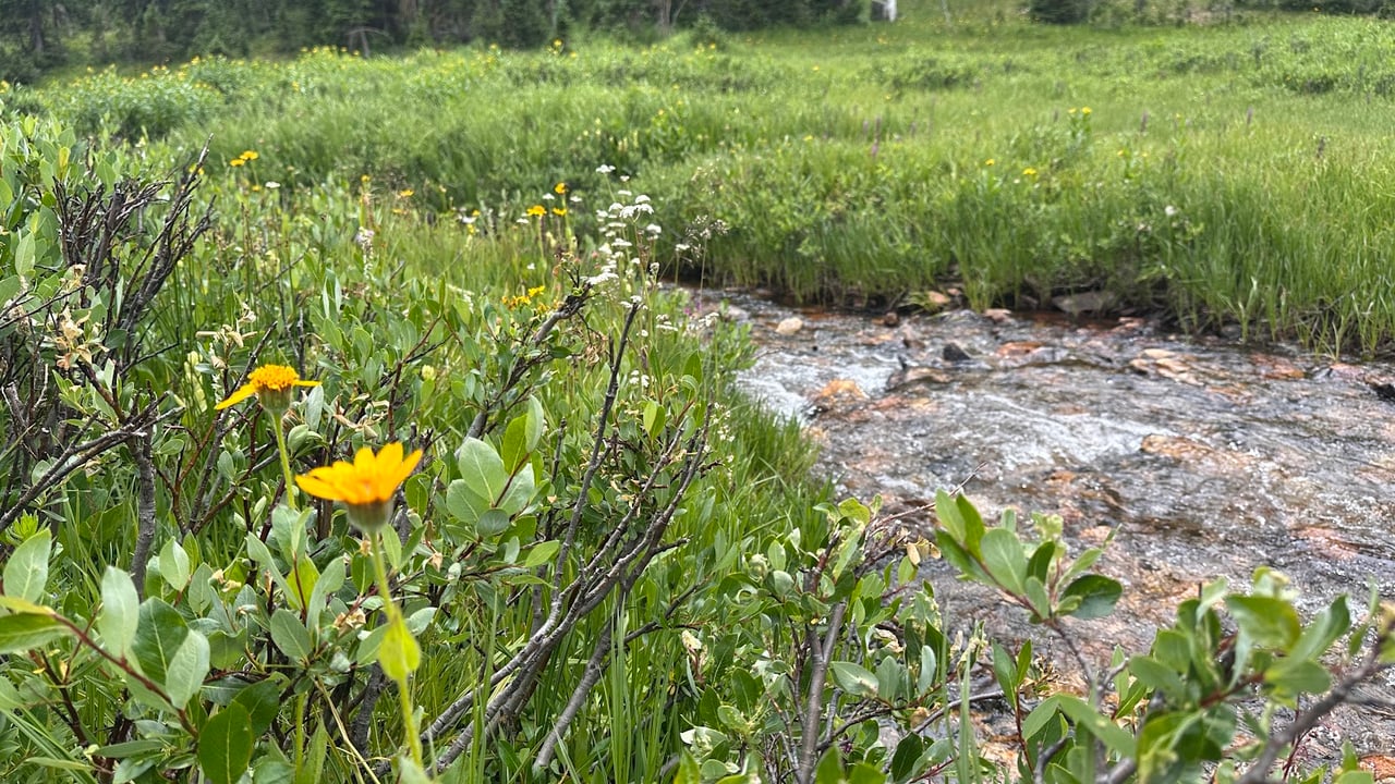 Driving Into the Wild: A Sensory Journey Along Old Fall River Road