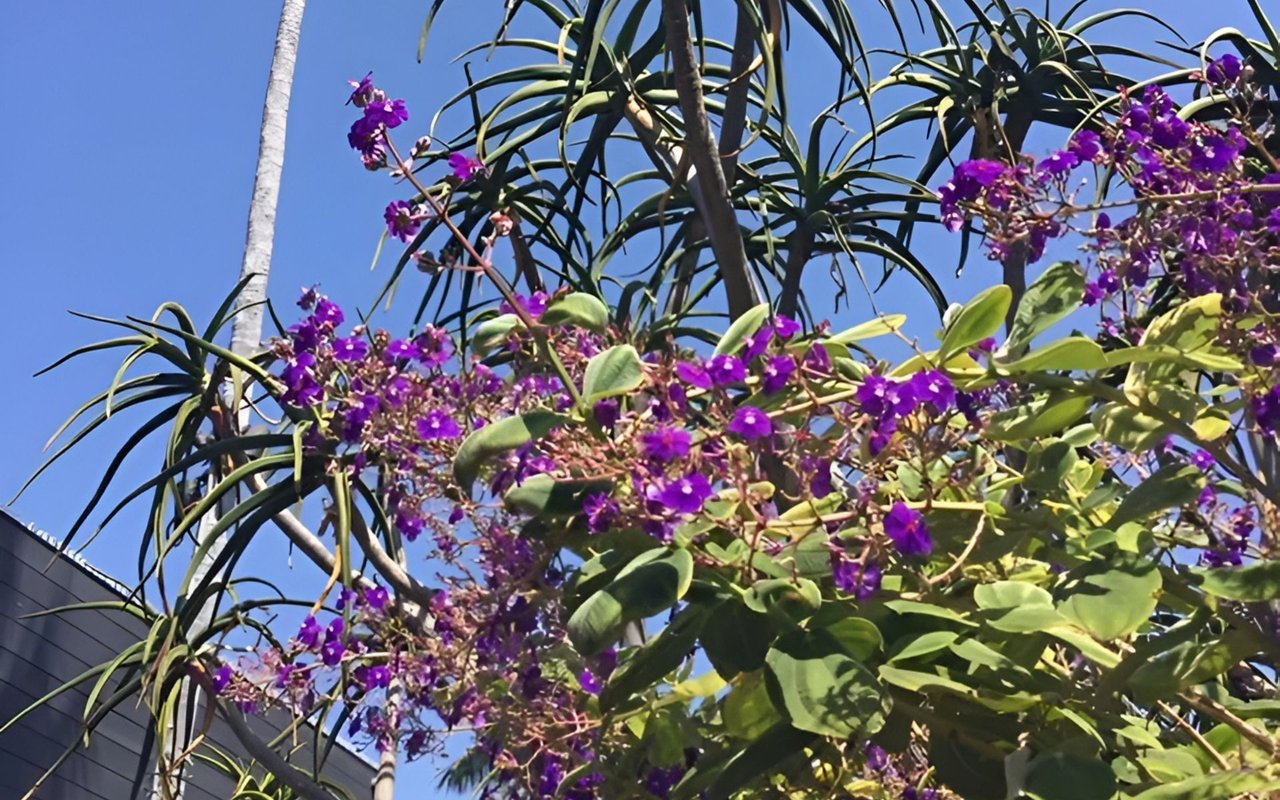 Purple flowers and green foliage among slender branches against a clear blue sky.