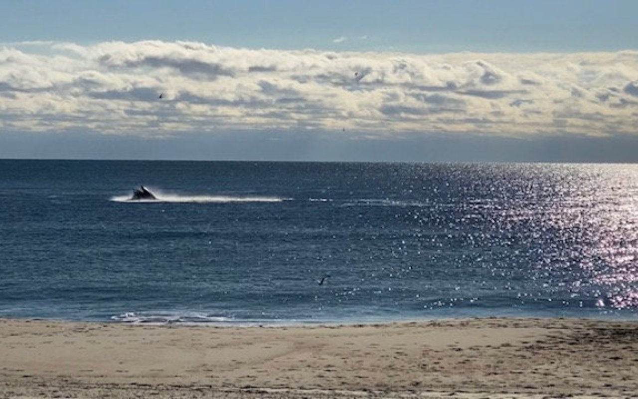 Why Humpback Whales Are Appearing More Often at Jersey Shore