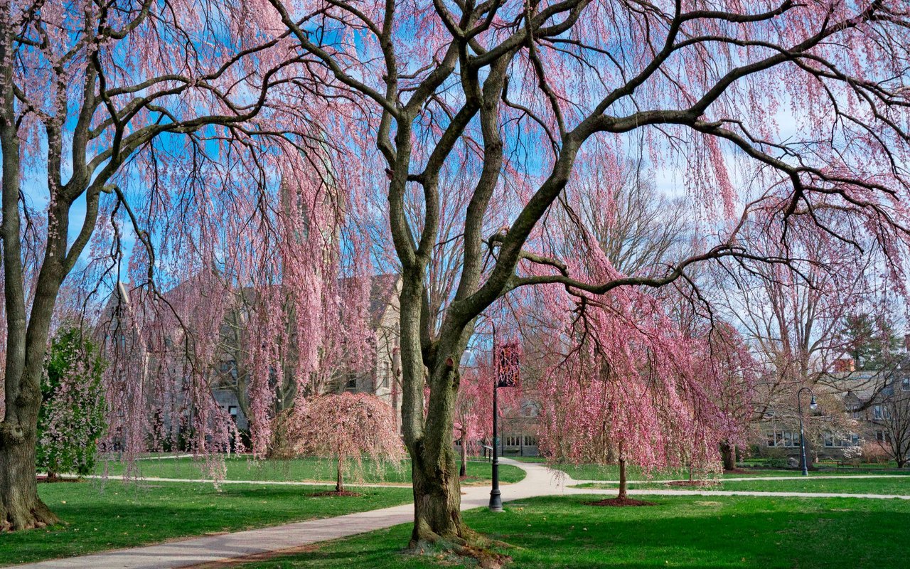 Bryn Mawr