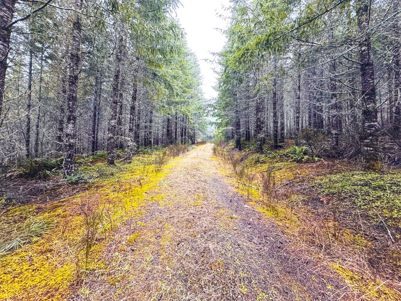 Coast Fork Woodland Meadows