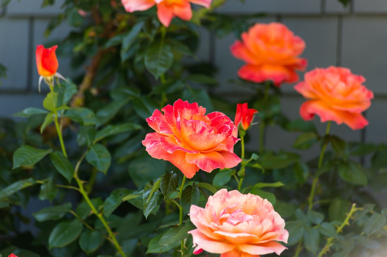 130 McAllister Avenue, Kentfield