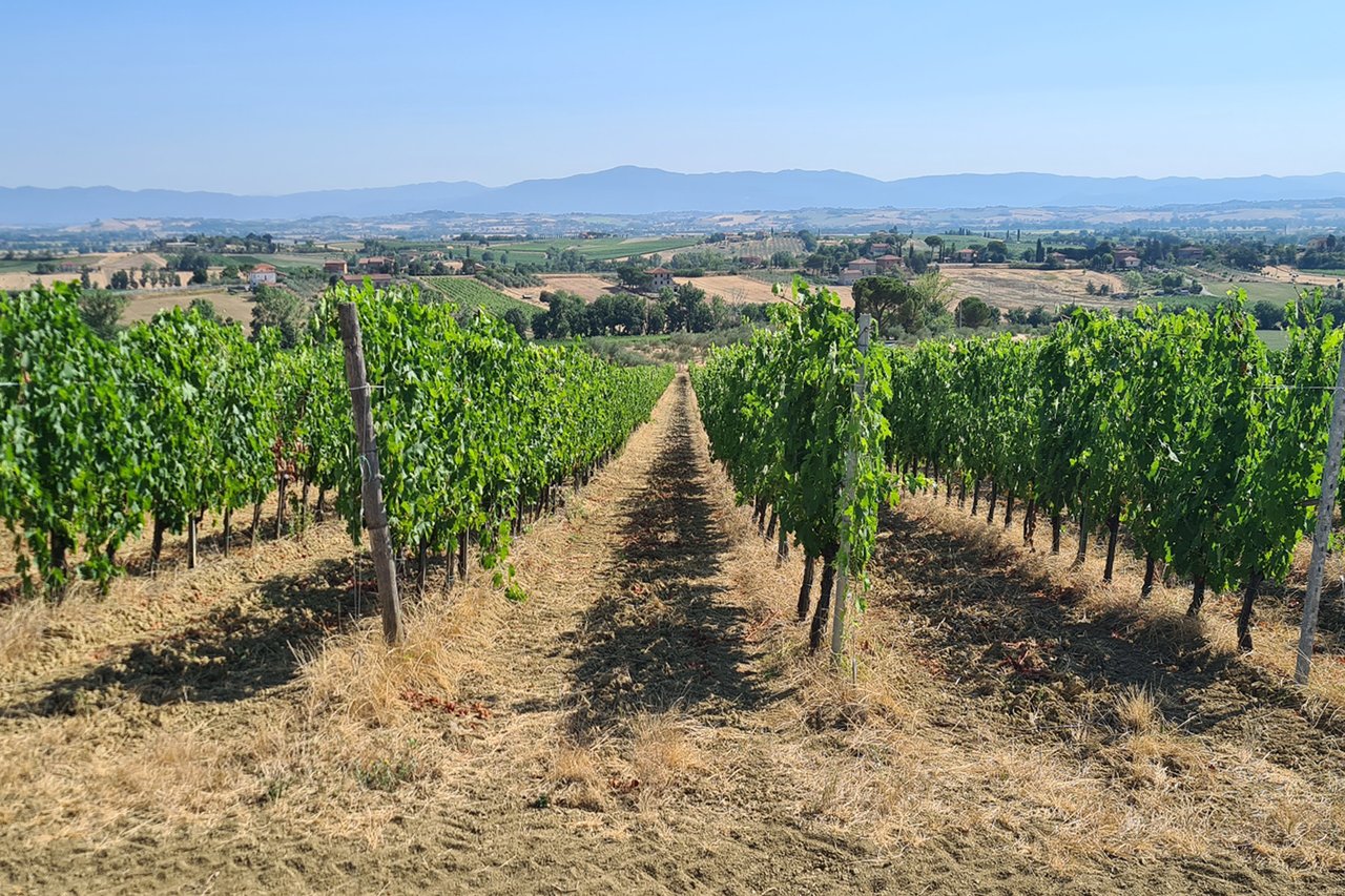 AZIENDA VITIVINICOLA ASCIANELLO