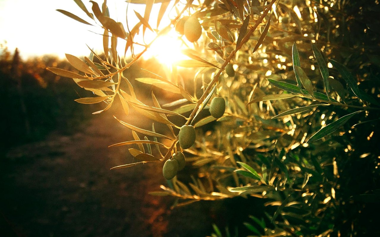 Green olives and narrow leaves backlit by warm sunlight