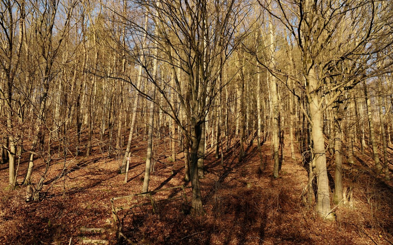 Branchview