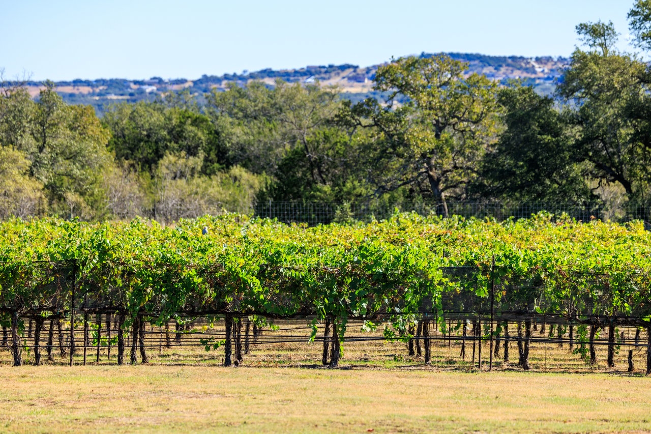 Round Mountain Vineyard