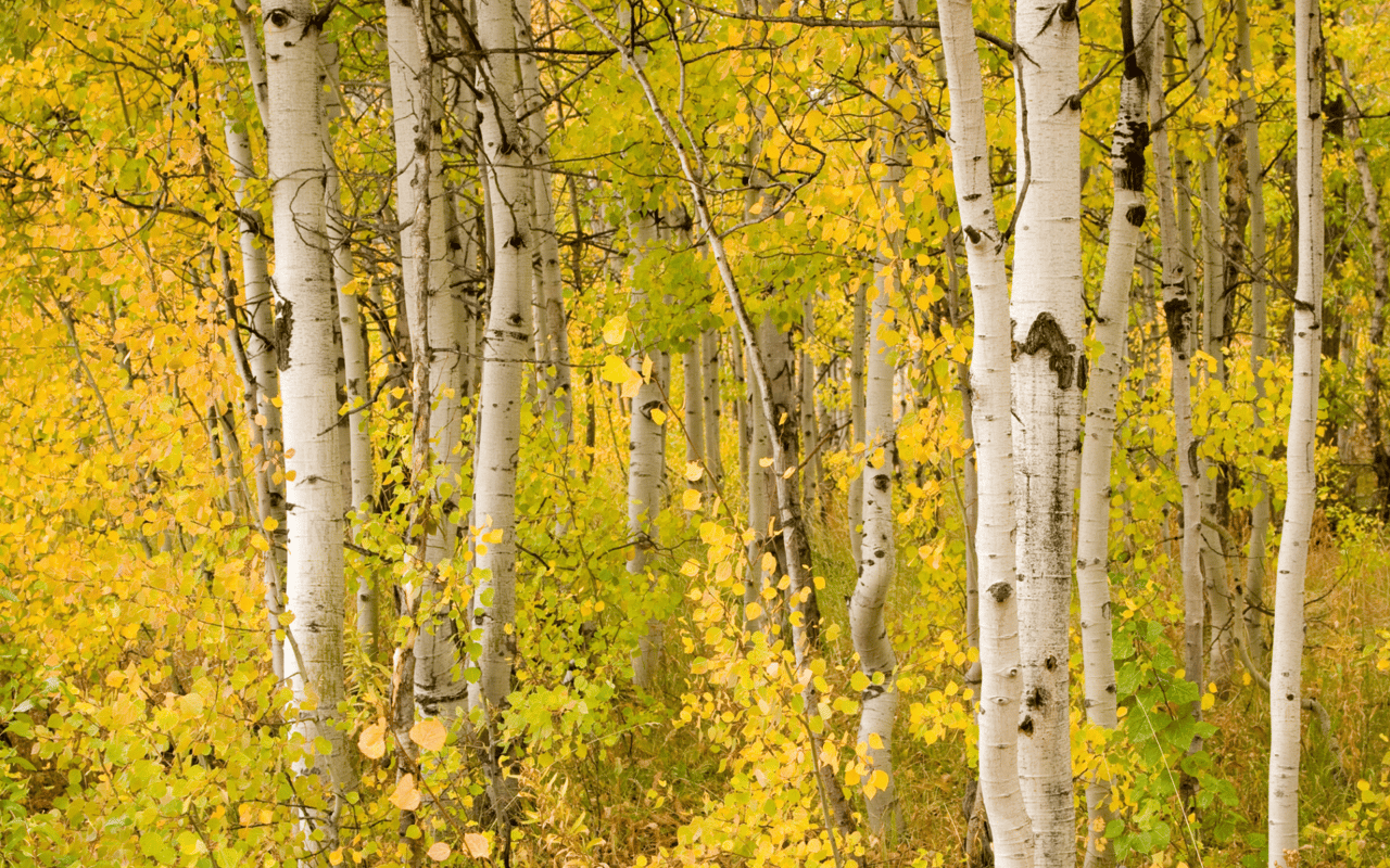 Colorado Fall Festivities