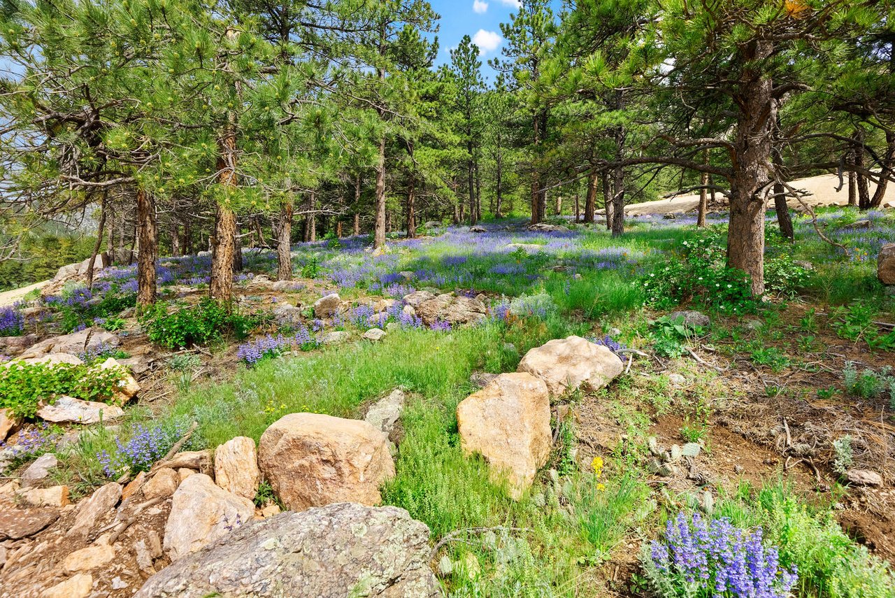 Lot 62