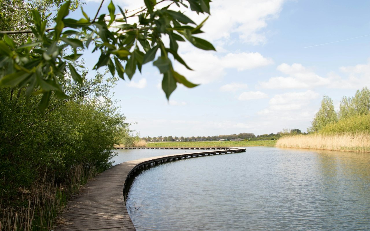 Curved wooden boardwalk along a lake bordered by reeds and leafy trees