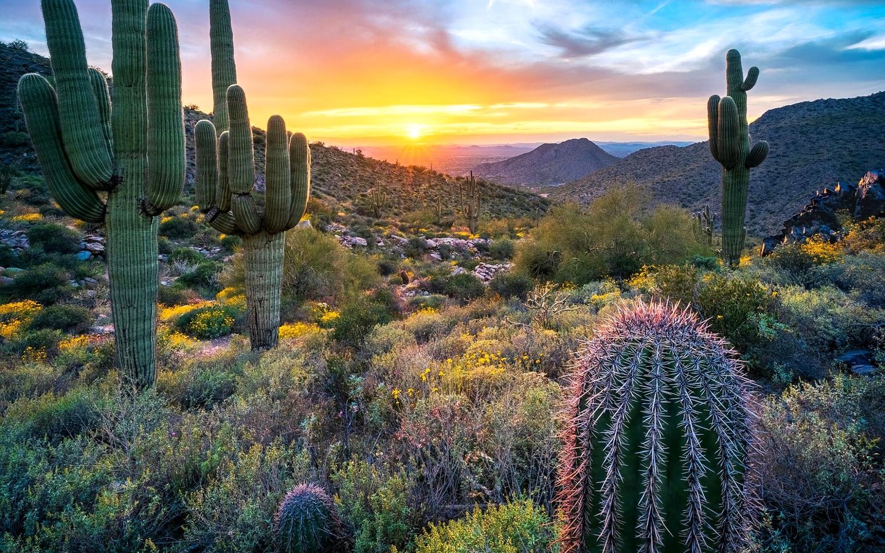 Sonoran Desert at sunset with tall saguaros and a barrel cactus in the foreground.