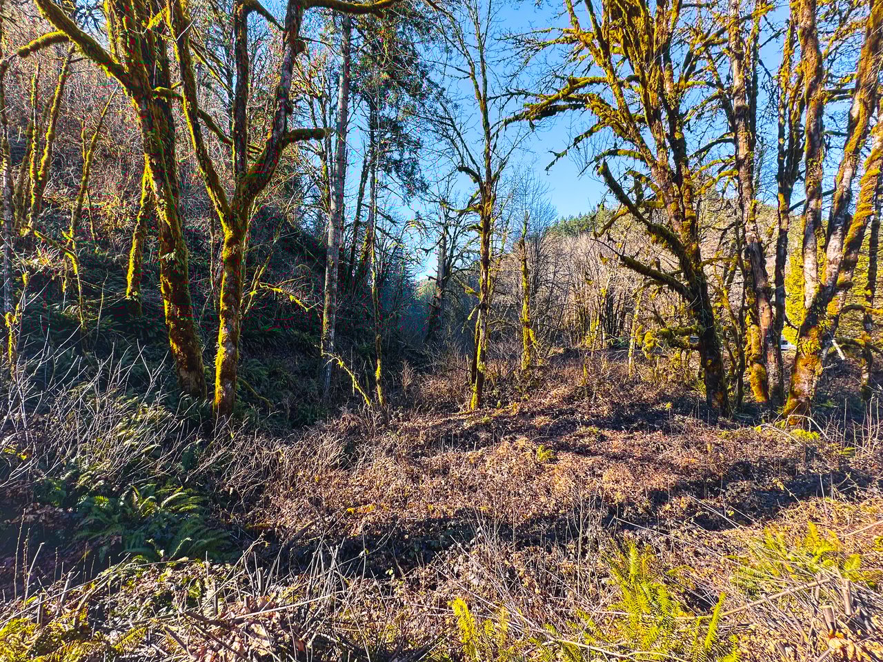 Waite Creek Woodlands