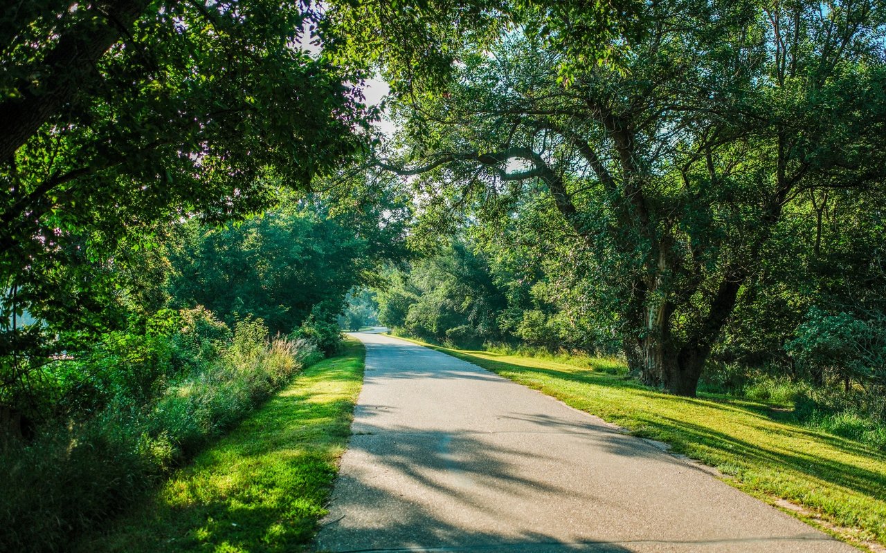 Paved road curving beneath a dense canopy of trees, bordered by bright grass.