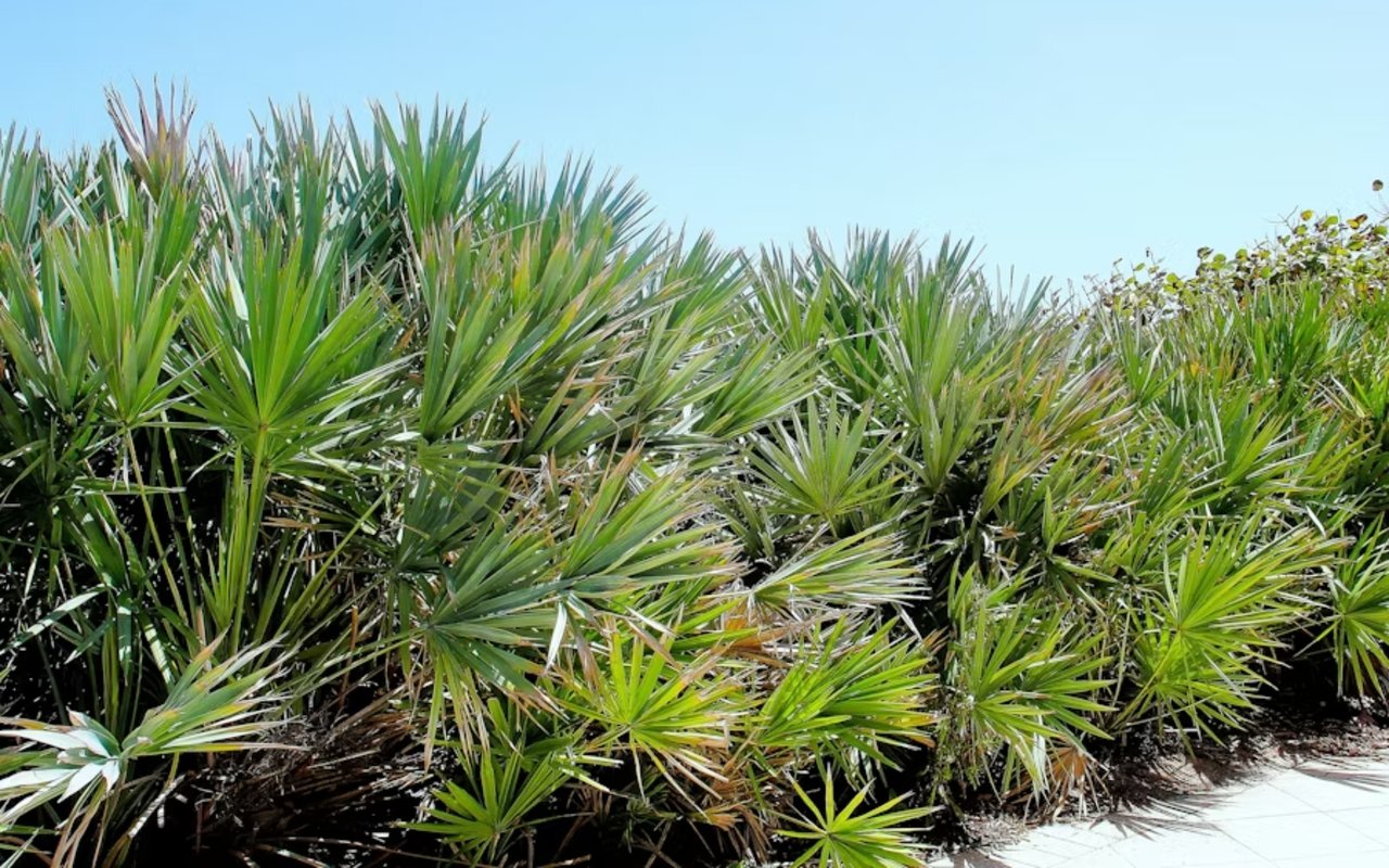 How to Spend a Day Outdoors in Indialantic, FL