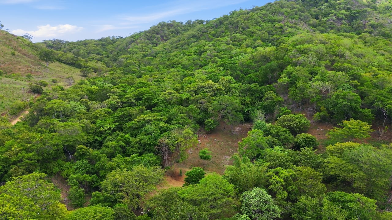 3.4 Acres of Quiet Country Living | 12 minutes from the Beach - Tempate 