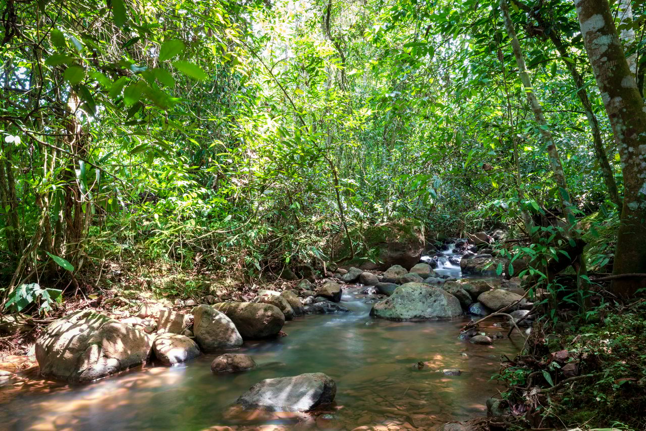 Modern 4BR Homestead with Creek & Food Forest | In-Demand Opportunity