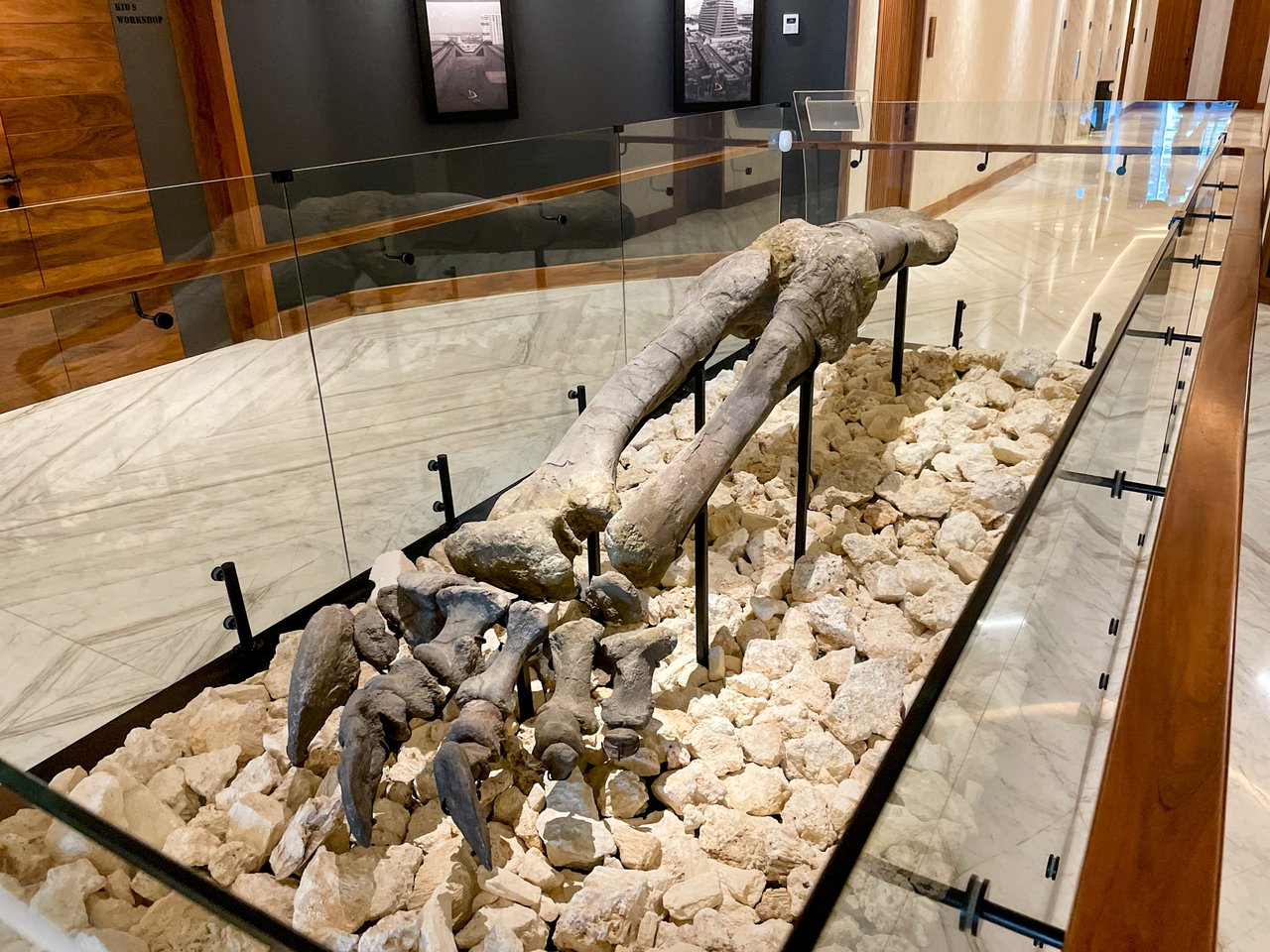 Shark Tower Puerto Cancún