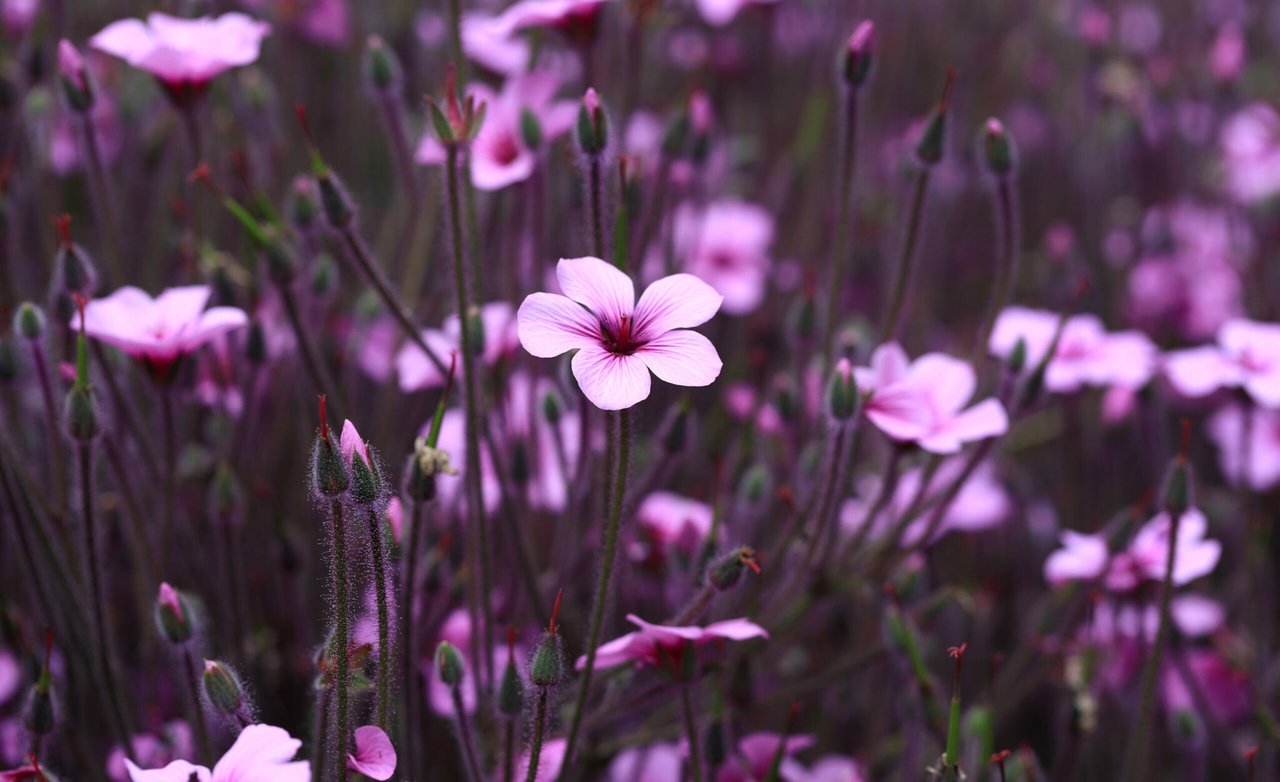 6 Serene Gardens in Sonoma County
