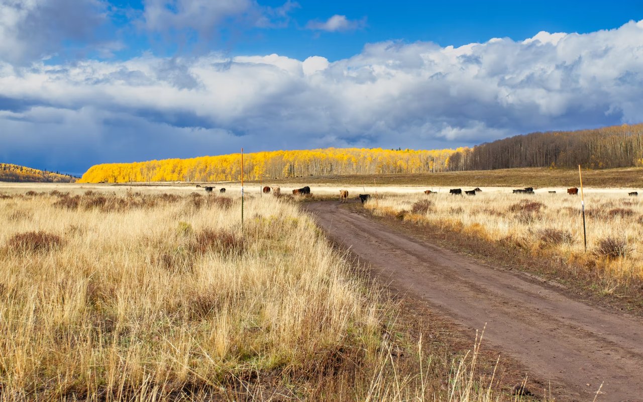 Discover Colorado’s Premier Ranches for Sale With Trusted Colorado Ranch Brokers