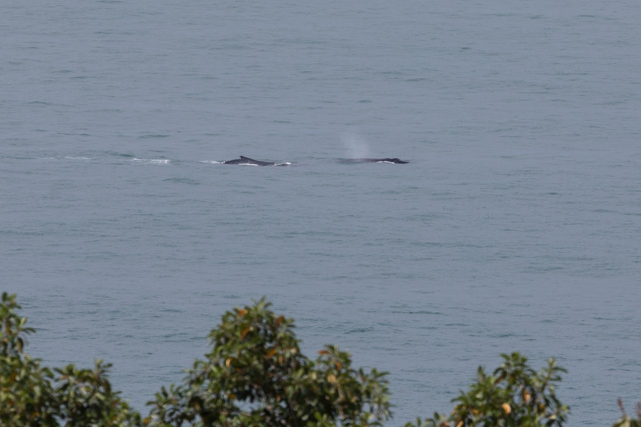 Prime Development Land Steps from the Marino Ballena National Park - Lot B