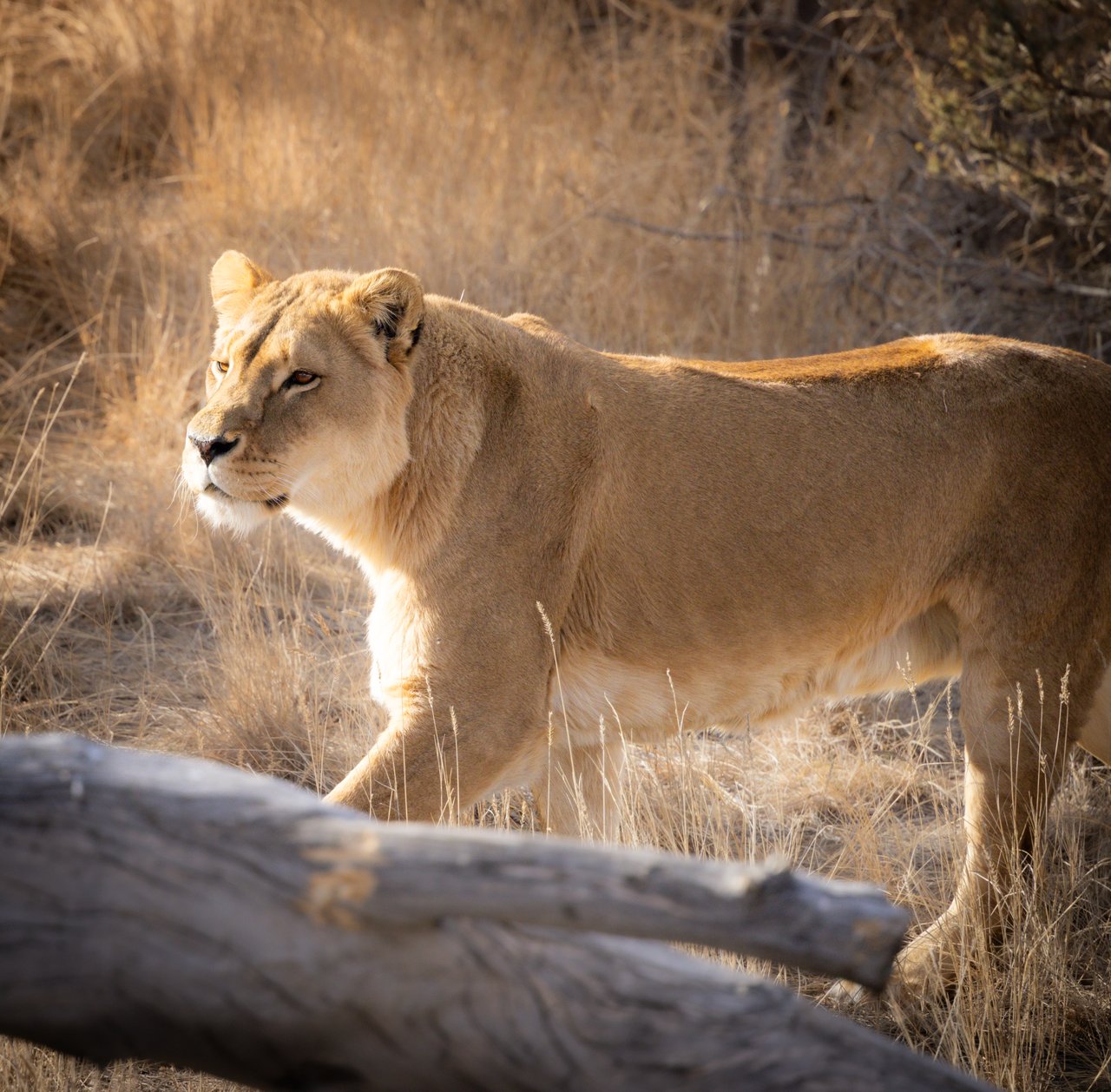 Into the Wild: Monica Breckenridge’s Unforgettable Journey at The Wild Animal Sanctuary Subtitle