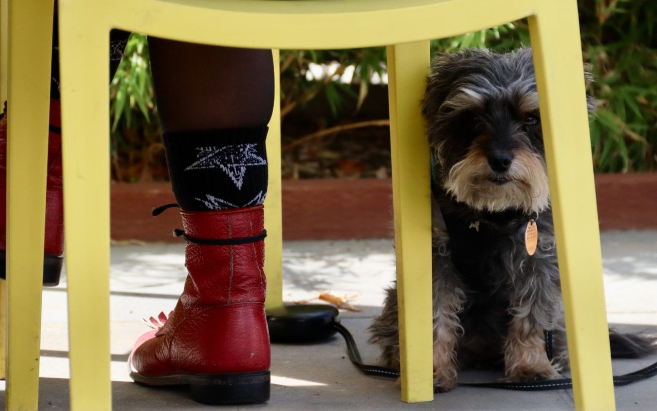 Pet-Friendly Restaurants in Park City, Utah