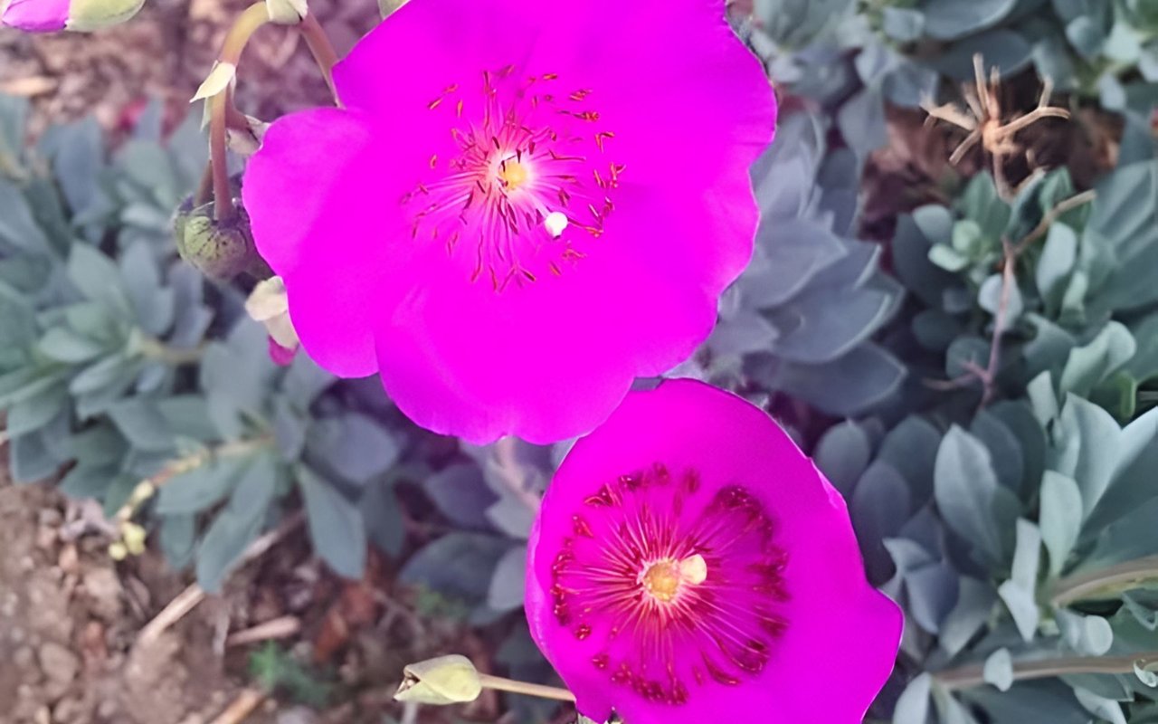 Vivid magenta desert flowers with yellow centers among blue-green foliage.