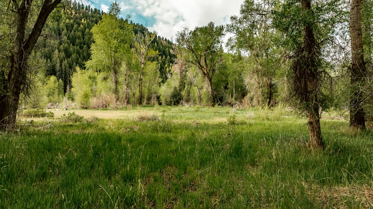 Grassy meadow framed by mature trees, with forested hills beyond.