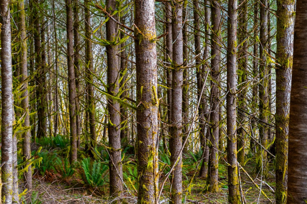 Waite Creek Woodlands