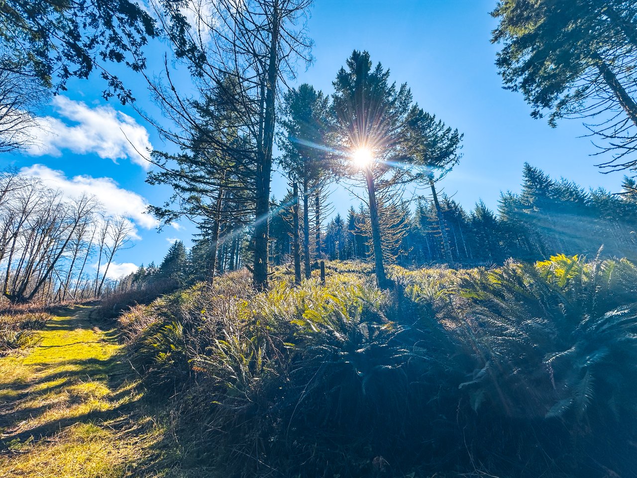 Marion Woods - Auction