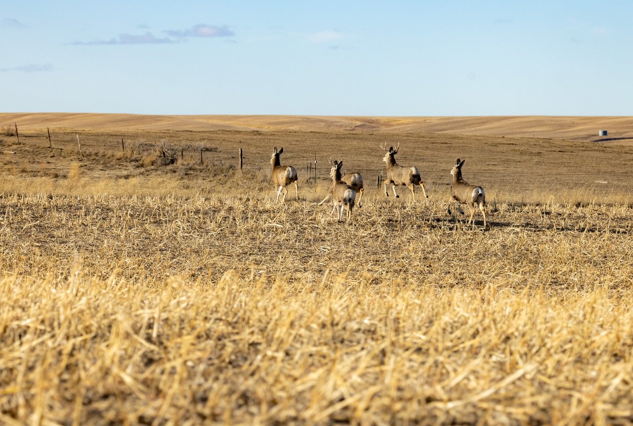 Prairie Rise Ranch