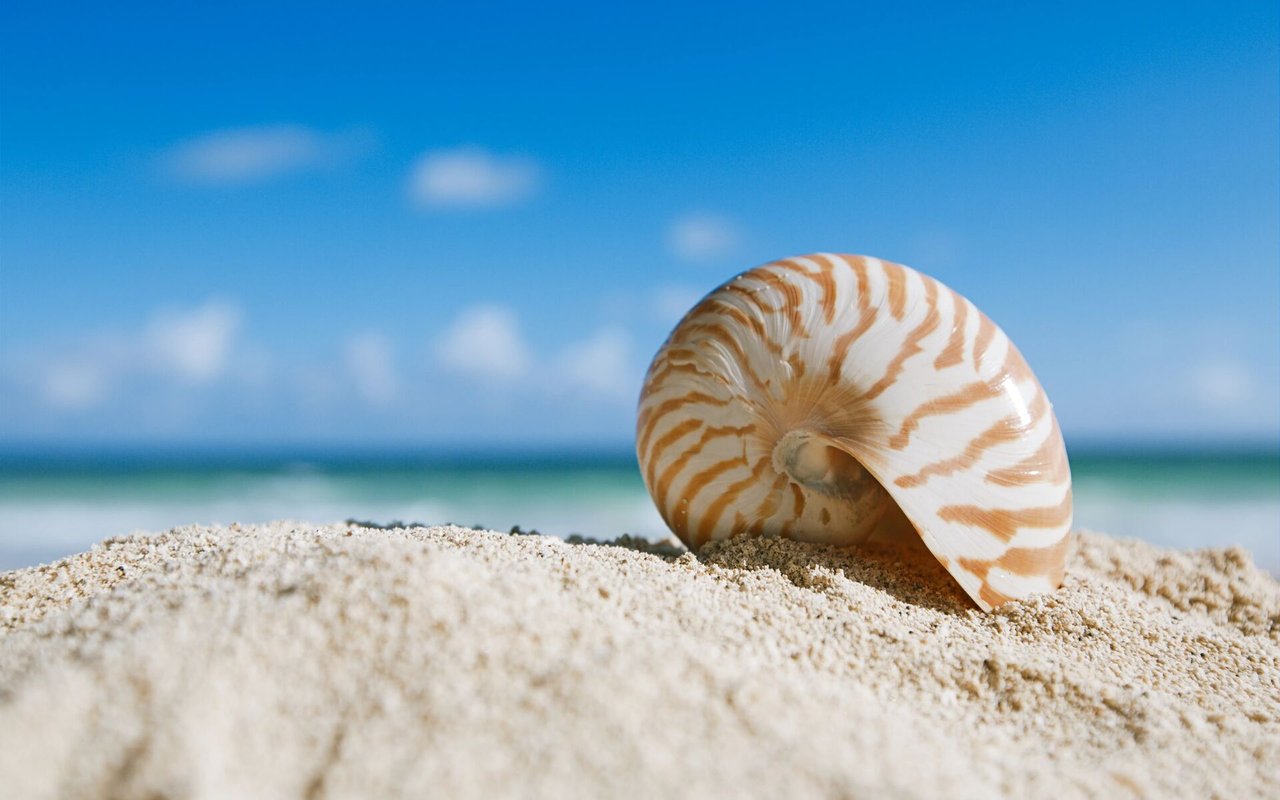 Nautilus Condominium Apartment Condos for Sale