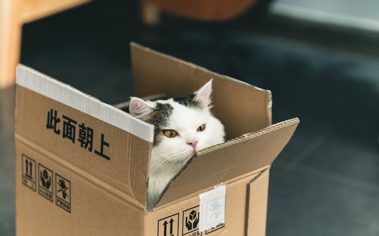 11 Tips for Moving with Pets