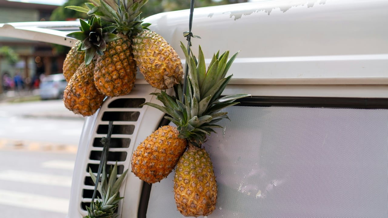 Pineapple Roots Run Deep: Lāna‘i’s Festival Returns July 5th