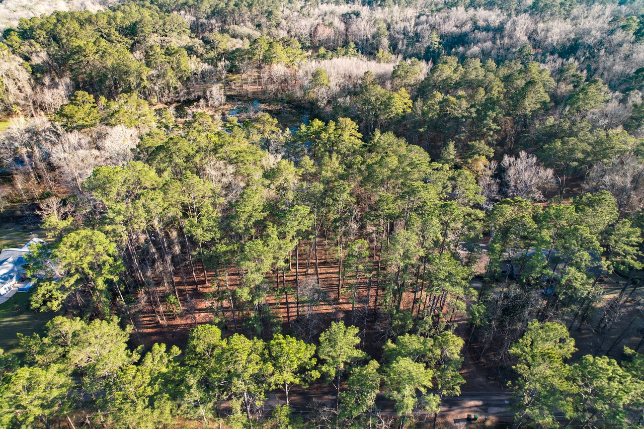 Aerial view of a dense forest with tall green pine trees and some bare trees, hinting at a wintry season. A house peeks from the bottom left. The mood is serene and natural.