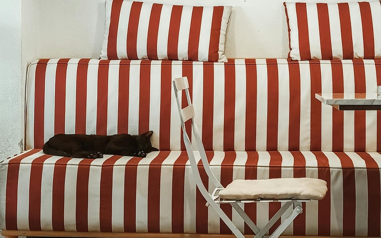 Pet Safety and the Growing Coyote Problem in the East Bay