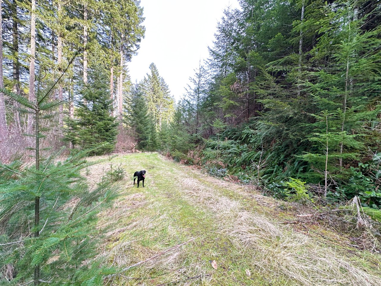 ARC Woods