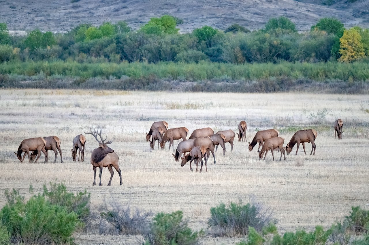 A herd of elk grazes in a meadow, with an antlered elk standing in front of trees and a rocky slope.