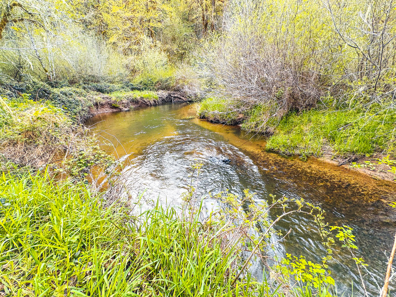 Nelson Mountain Meadows