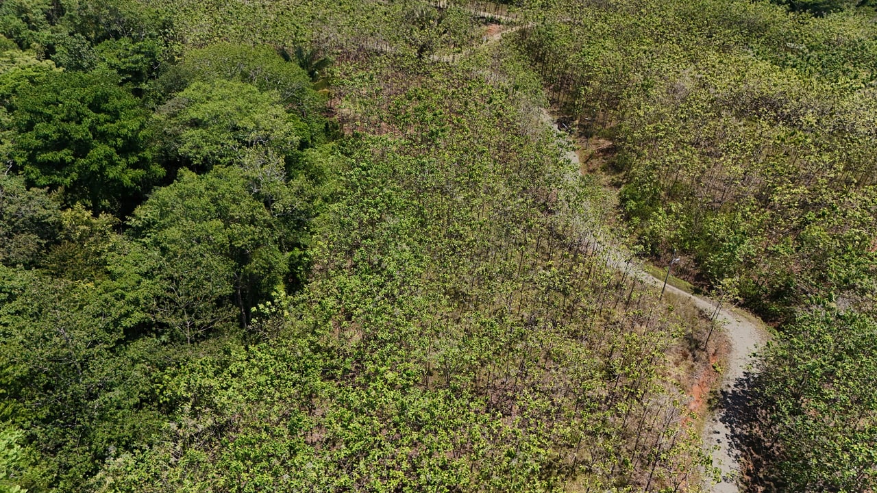 Prime 1.24-Acre Land in Matapalo / San Andrés – Ready to Build