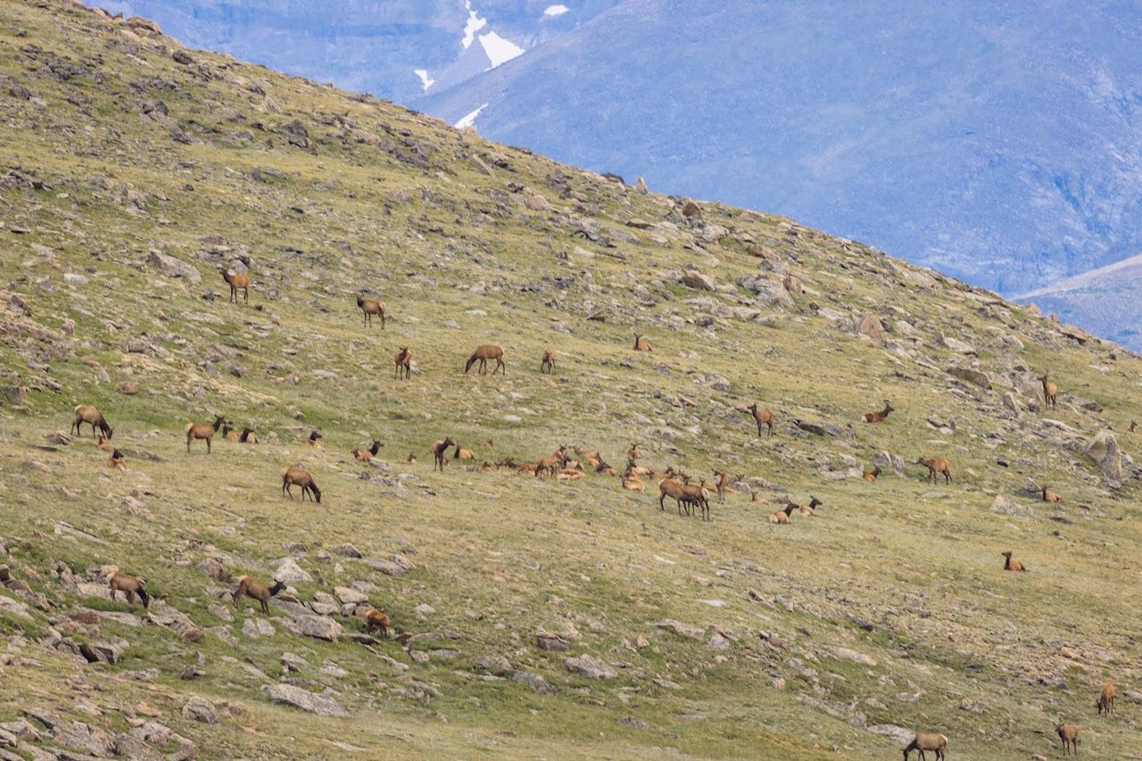 Where the Road Meets the Sky: Driving Trail Ridge Road