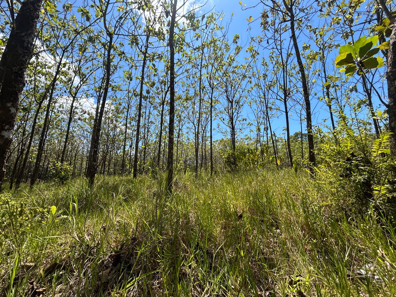 Prime 1.24-Acre Land in Matapalo / San Andrés – Ready to Build