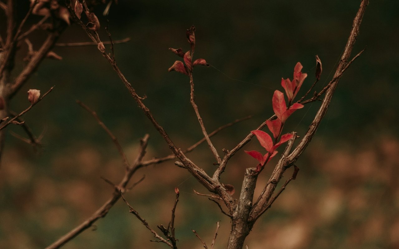 Aging and Thriving in Place