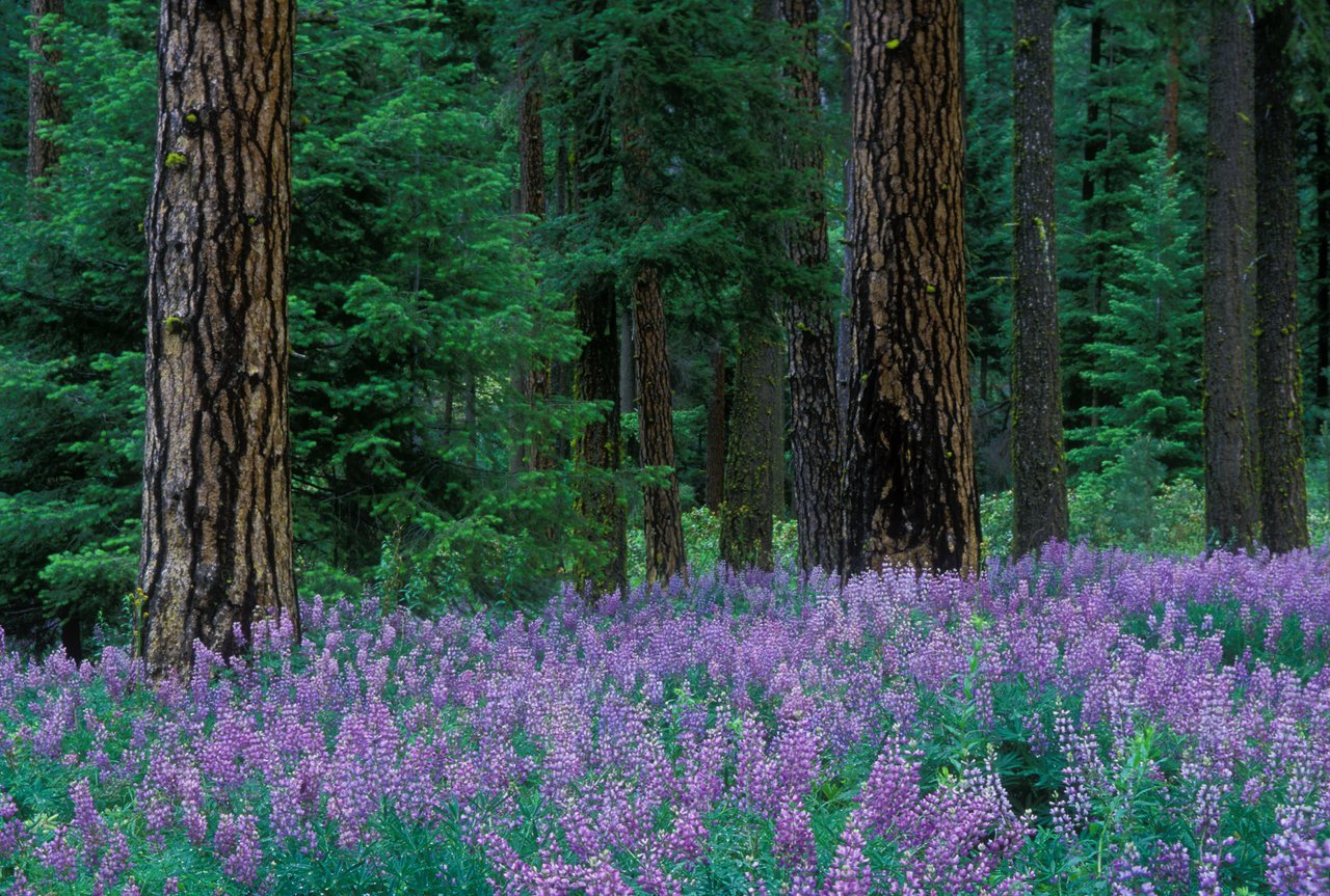 Chiwawa River Pines