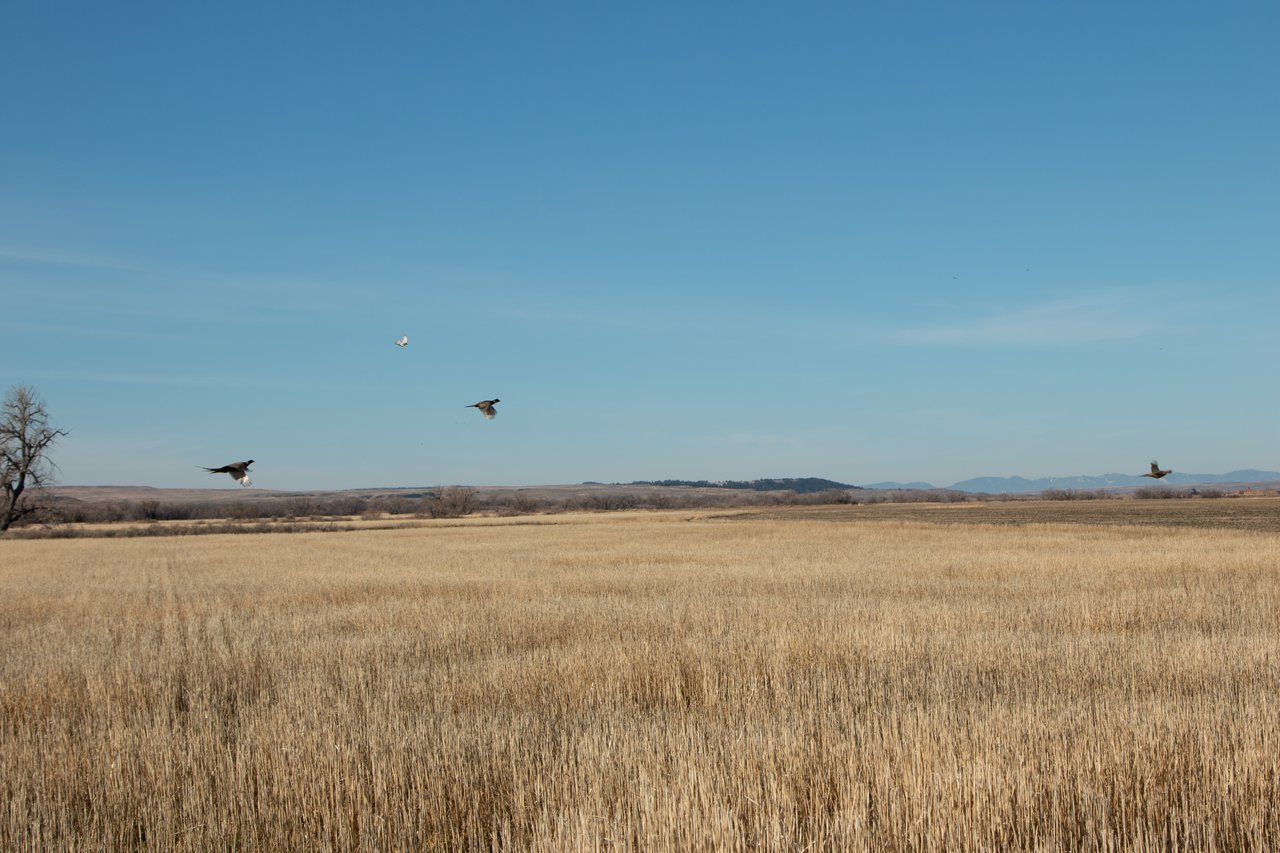 Covey Rise Ranch