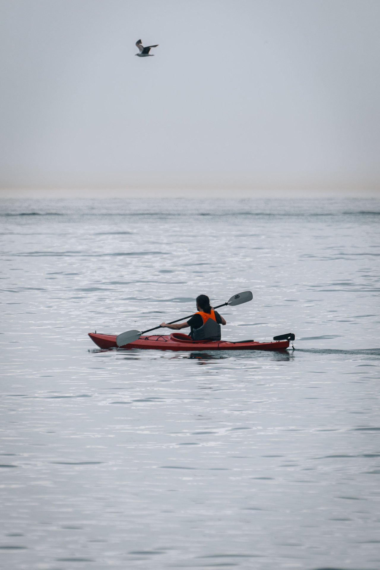 Kayaker paddling a red kayak across calm water beneath a flying seabird.